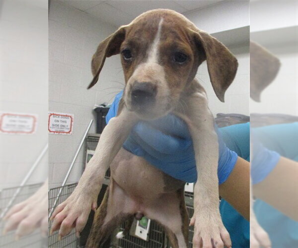 Medium Photo #1 American Pit Bull Terrier Puppy For Sale in Oklahoma City, OK, USA