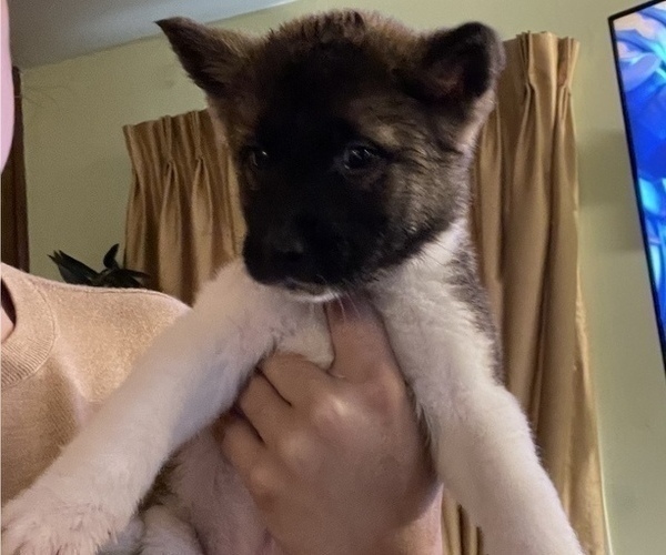 Medium Photo #20 Akita Puppy For Sale in INDIANAPOLIS, IN, USA