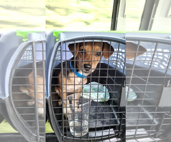 Medium Photo #31 Doxle Puppy For Sale in Sebec, ME, USA