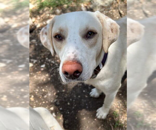 Medium Photo #2 Labrador Retriever-Unknown Mix Puppy For Sale in San Antonio, TX, USA