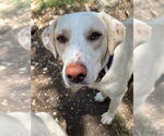 Small #1 Labrador Retriever Mix
