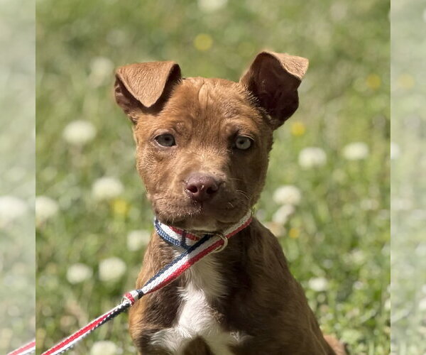 Medium Photo #1 Boxer-Unknown Mix Puppy For Sale in Yardley, PA, USA