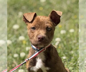 Boxer-Unknown Mix Dogs for adoption in Yardley, PA, USA