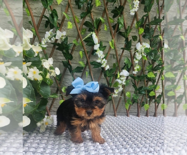 Medium Photo #7 Morkie Puppy For Sale in INDIANAPOLIS, IN, USA