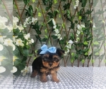 Small #6 Morkie