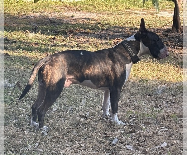 Medium Photo #1 Bull Terrier Puppy For Sale in LAND O LAKES, FL, USA