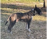 Small Photo #1 Bull Terrier Puppy For Sale in LAND O LAKES, FL, USA