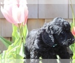 Small Photo #2 Goldendoodle Puppy For Sale in PUYALLUP, WA, USA