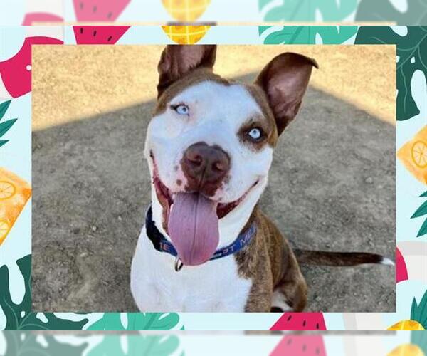 Medium Photo #3 American Pit Bull Terrier Puppy For Sale in Ojai, CA, USA