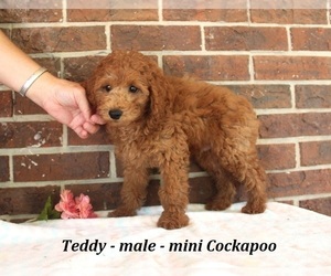 Cockapoo (Miniature) Puppy for sale in CLARKRANGE, TN, USA
