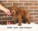 Image preview for Ad Listing. Nickname: Teddy