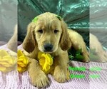 Puppy Green Collar Golden Retriever
