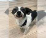 Small Mutt
