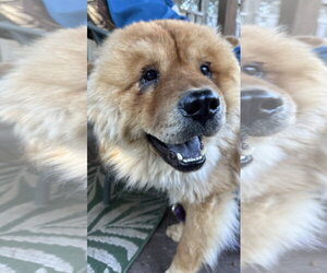 ADOPTED! - Male Chow Chow Dog for Adoption - Photo #8