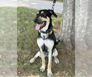 Ryker - Male German Shepherd Dog-Unknown Mix Dog for Adoption - Photo #2