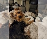 Small Photo #2 Yorkshire Terrier Puppy For Sale in NORTH FORT MYERS, FL, USA