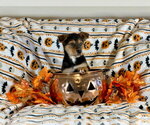 Small Photo #2 German Shepherd Dog-Unknown Mix Puppy For Sale in San Bernardino , CA, USA