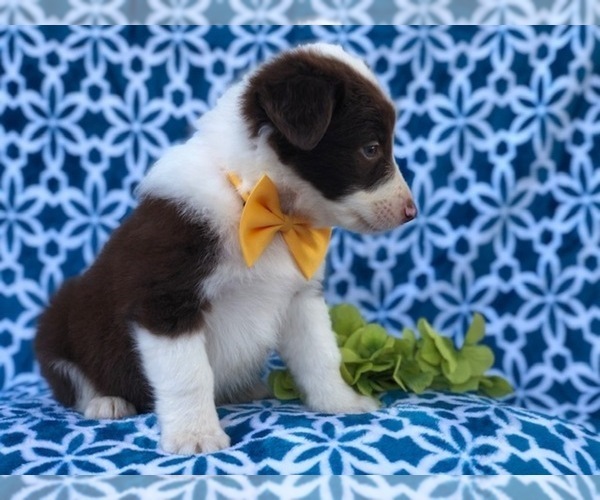 Medium Photo #9 Australian Shepherd Puppy For Sale in LAKELAND, FL, USA