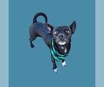 Small Chihuahua