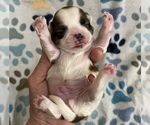 Small Photo #5 Shih Tzu Puppy For Sale in DOWNEY, CA, USA
