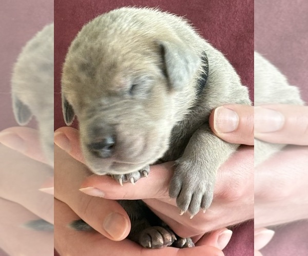 Medium Photo #1 Great Dane Puppy For Sale in GALLOWAY, OH, USA