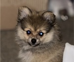 Small #5 Pomeranian
