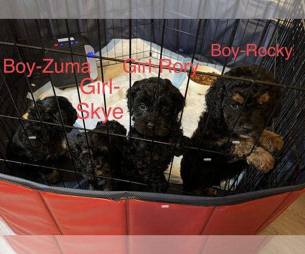 Medium Photo #2 Cockapoo Puppy For Sale in BISHOPVILLE, SC, USA