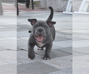 American Bully Puppy for sale in NORTH PORT, FL, USA