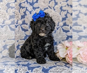 Cockapoo-Poodle (Miniature) Mix Puppy for sale in NEW HOLLAND, PA, USA
