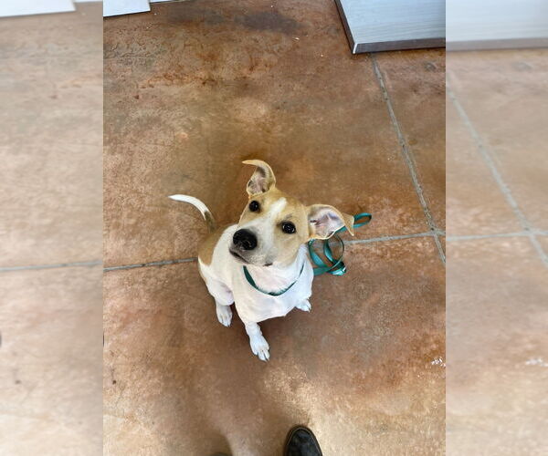Medium Photo #1 Bulldog-Collie Mix Puppy For Sale in Bolivar, MO, USA