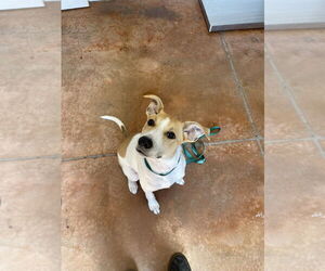 Bulldog-Collie Mix Dogs for adoption in Bolivar, MO, USA