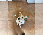 Small Bulldog-Collie Mix