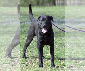Labrador Retriever-Unknown Mix Dogs for adoption in Sparta, TN, USA