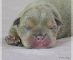 Puppy Baxter Bulldog