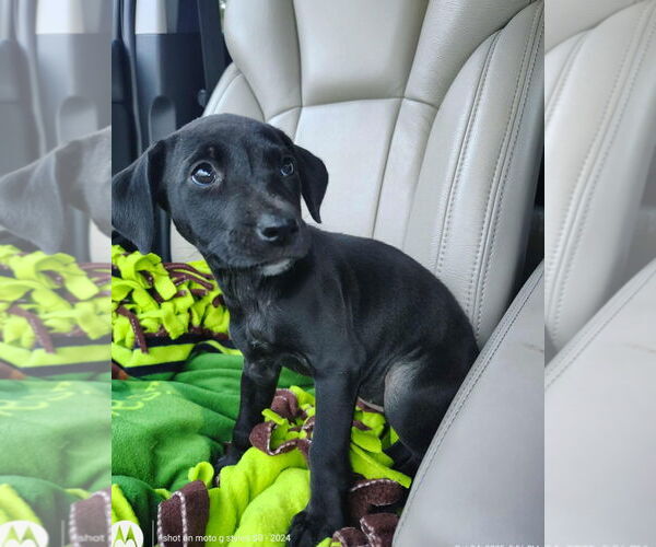 Medium Photo #2 Labrador Retriever-Unknown Mix Puppy For Sale in Sanford, FL, USA