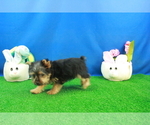 Small Photo #3 Yorkshire Terrier Puppy For Sale in HICKORY, NC, USA