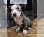 Puppy Puppy 2 American Bully