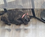Small #1 Cane Corso