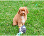 Small #10 Cavapoo (Miniature)