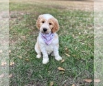 Small #9 Goldendoodle