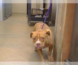 Mutt Dogs for adoption in Sacramento, CA, USA
