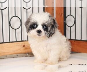 Shih-Poo Puppy for sale in NAPLES, FL, USA