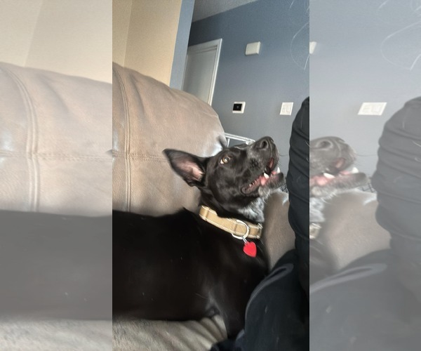 Medium Photo #2 Mutt Puppy For Sale in Coralville, IA, USA