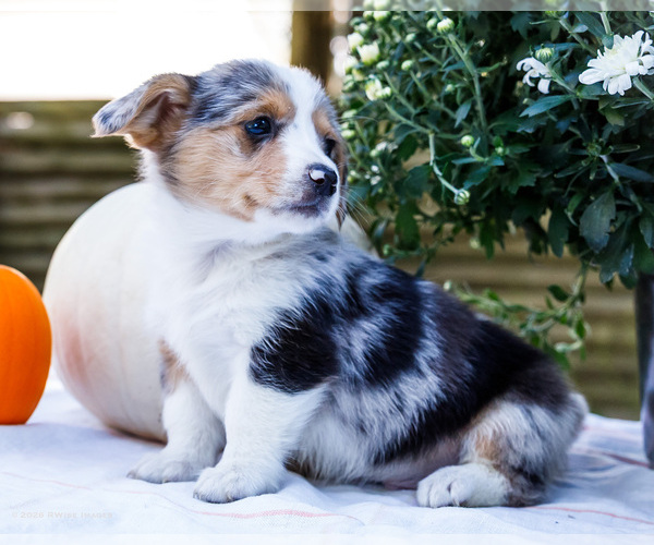 Medium Photo #6 Dorgi Puppy For Sale in WAKARUSA, IN, USA