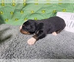 Small Photo #33 Bernese Mountain Dog Puppy For Sale in BLACK FOREST, CO, USA