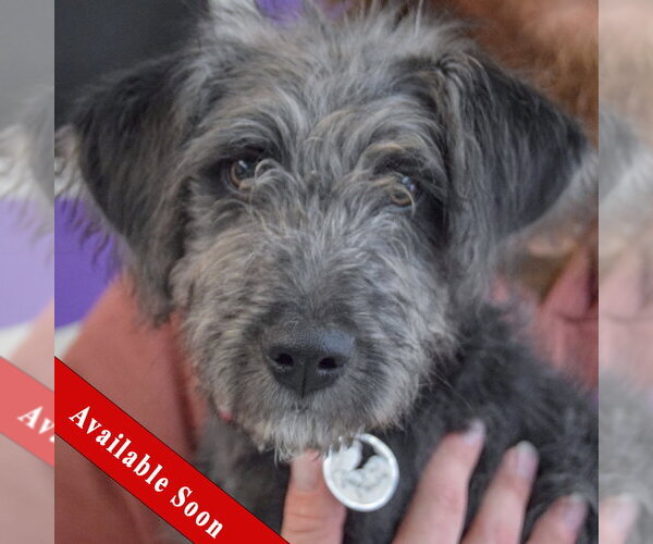 Medium Photo #1 Irish Wolfhound-Unknown Mix Puppy For Sale in Huntley, IL, USA