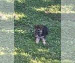 Small German Shepherd Dog