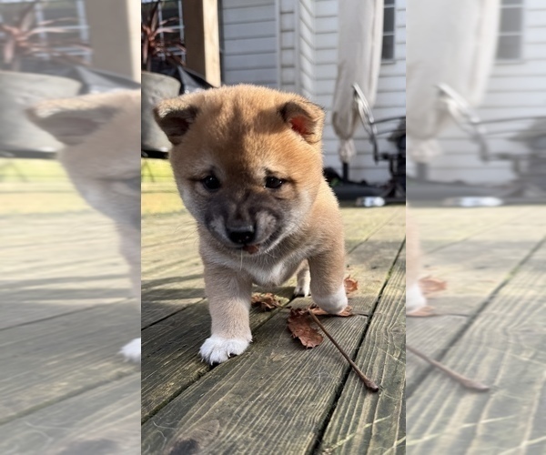 Medium Photo #14 Shiba Inu Puppy For Sale in SNOHOMISH, WA, USA