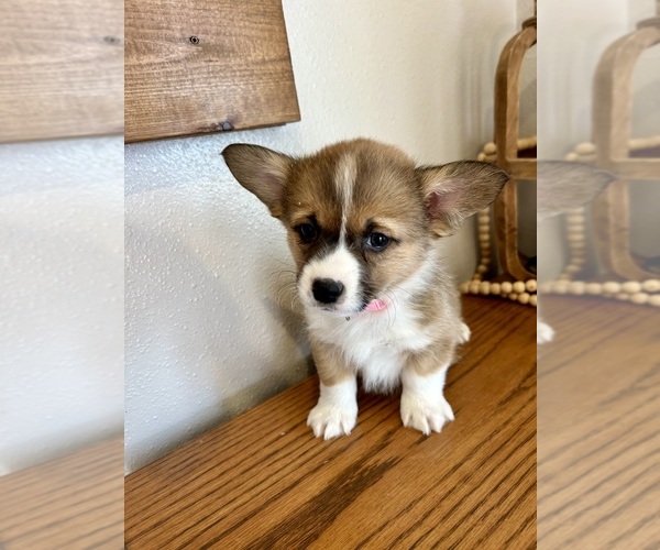 Medium Photo #17 Pembroke Welsh Corgi Puppy For Sale in ROCK VALLEY, IA, USA