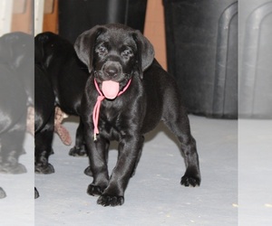 Labrador Retriever Puppy for sale in CREWE, VA, USA